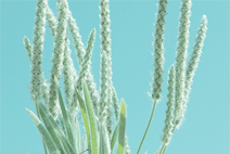 在线接收短信验证码